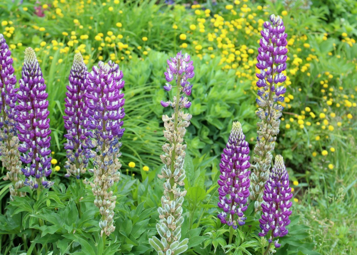 奥比岛怎么开启第四个花园/奥比岛怎么种花