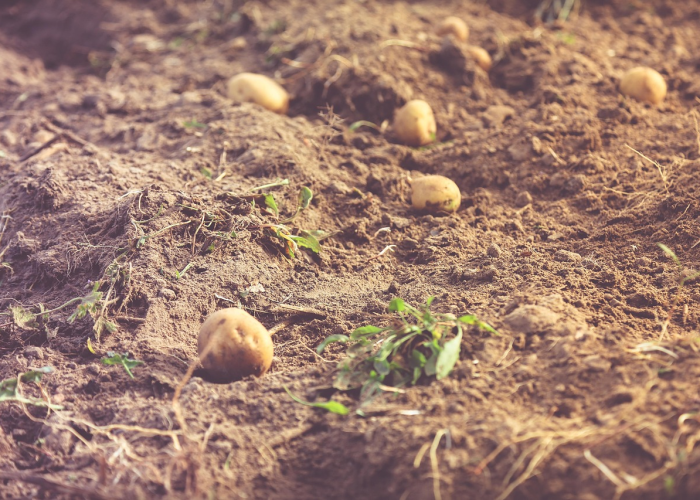 病毒传染性排名（传染病病毒排名）