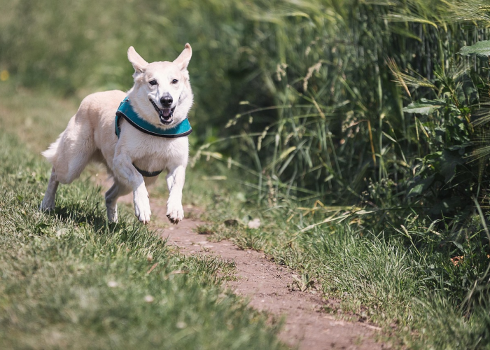 盘点十大“哥哥跑得快到底有没有挂”(详细开挂猫腻)-知乎 盘点十大“哥哥跑得快到底有没有挂”(详细开挂猫腻)-知乎