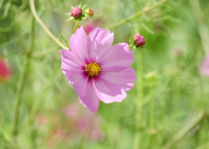 大春是什么节气:大春是什么节气的别称 大春是什么节气:大春是什么节气的别称