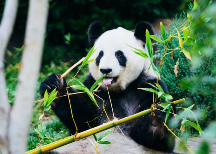 分享苹果版“熊猫竟技开挂辅助神器”(开挂怎么弄)-知乎