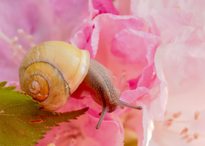 全球疫情动态，最新确诊病例数解读与趋势分析