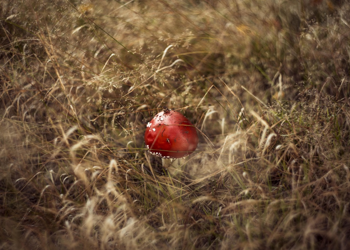 刚果金发现埃博拉病毒/现在刚果金埃博拉病毒