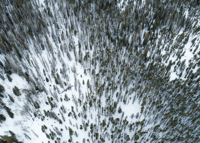 美国新冠病毒死亡率有多少:美国新冠病毒死亡率有多少人