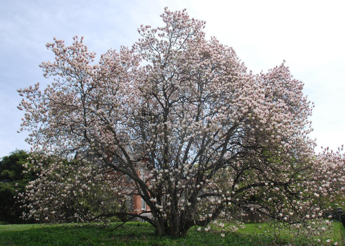 大神推荐“樱花之盛开挂透视有吗”(详细开挂教程)-知乎