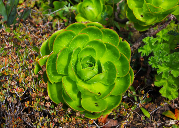 鹰潭新型冠状病毒肺炎最新消息/鹰潭新型冠状病毒肺炎最新消息今天 鹰潭新型冠状病毒肺炎最新消息/鹰潭新型冠状病毒肺炎最新消息今天