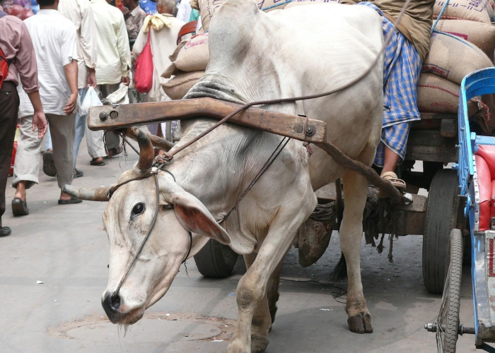 印度死亡病例或超百万:印度死伤情况