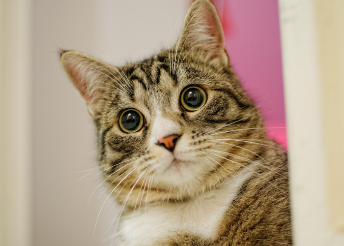 「重大消息」“小程序财神十三张究竟有没有开挂”(原来开挂有猫腻)-知乎 「重大消息」“小程序财神十三张究竟有没有开挂”(原来开挂有猫腻)-知乎