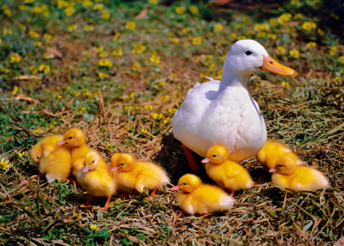 终于明白“天天比鸡究竟怎么透视”(其实确实有挂)-知乎