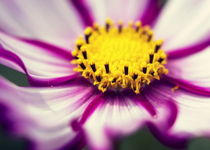 全球新型肺炎疫情最新动态,挑战、应对与未来展望 全球新型肺炎疫情最新动态,挑战、应对与未来展望