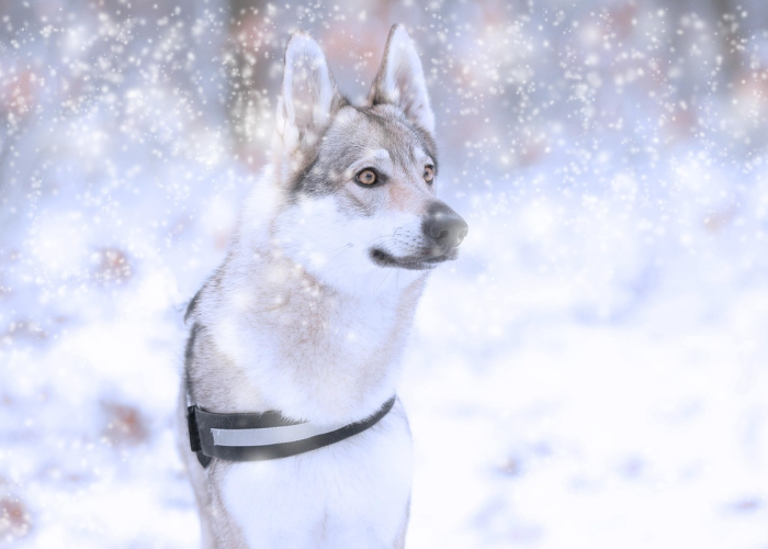 安阳疫事，那年冬天，我们共同走过