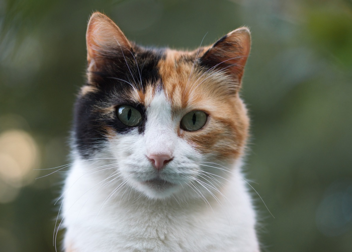 大神推荐“熊猫竟技如何开挂透视”(开挂怎么弄)-知乎