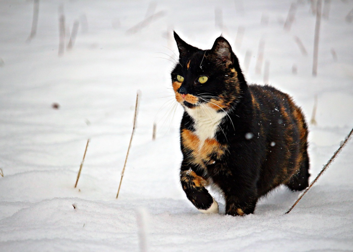 十大爆料“新蓝鲸有什么可以开挂”(确实能开挂)-知乎