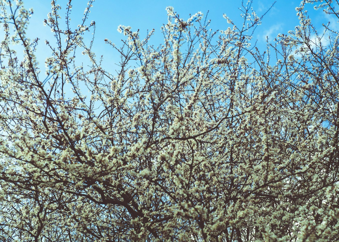 分享苹果版“樱花之盛确实有挂”(确实有开挂)-知乎