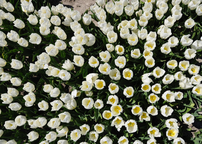 「重大消息」“新毛豆开挂透视有吗”(果然有挂)-知乎