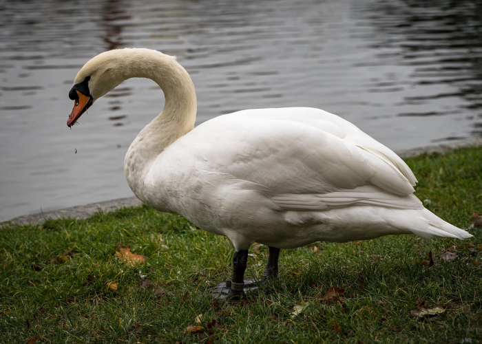 石家庄高速口封闭查询，今日最新动态与实时查询指南