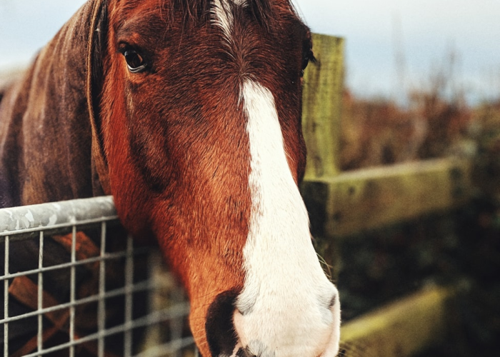 爱尔兰狗品种大全，从凯里蓝到爱尔兰猎狼犬，探索翡翠岛的犬类瑰宝