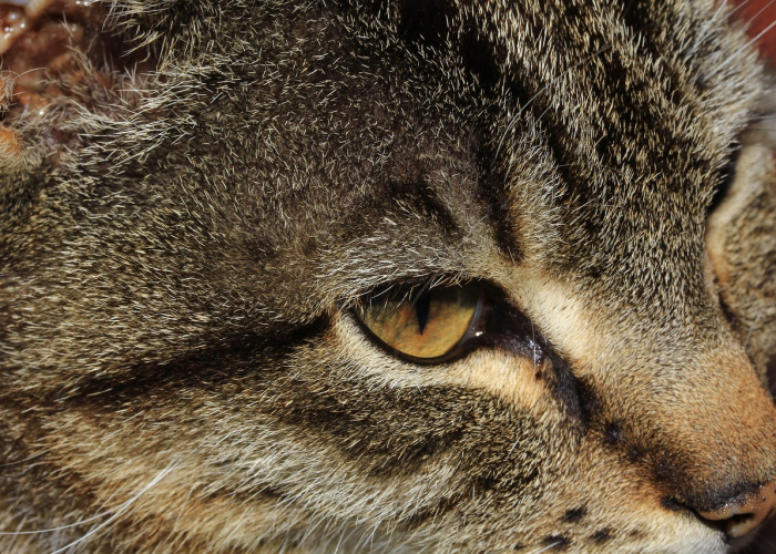 盘点十大“熊猫四川麻将真的有开挂软件”(开挂怎么弄)-知乎 盘点十大“熊猫四川麻将真的有开挂软件”(开挂怎么弄)-知乎