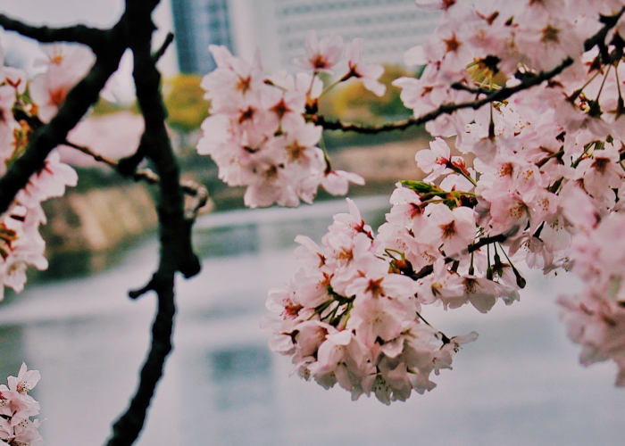 十大分享“樱花之盛有没有透视辅助”(其实确实有挂)-知乎