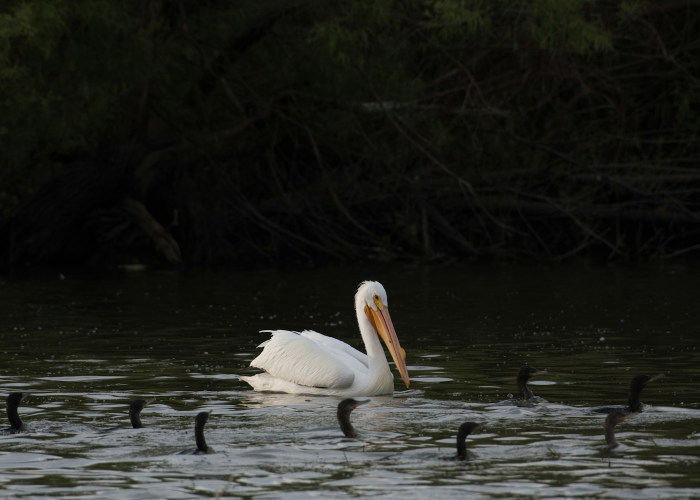 终于发现“新青鸟能怎么开挂”(开挂透视方法)-知乎