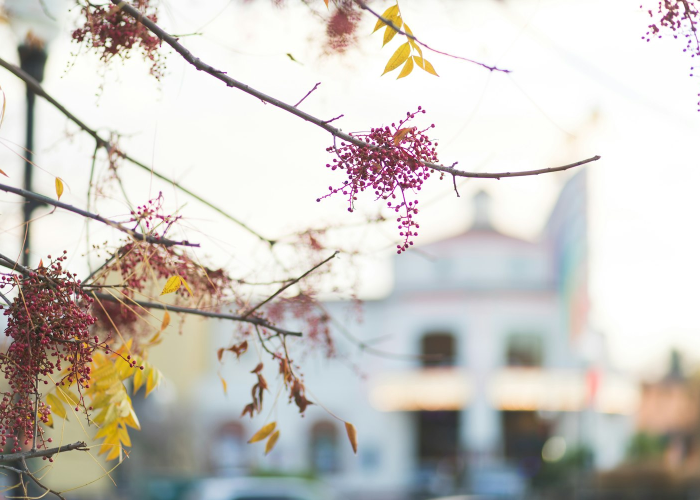 揭秘十大“樱花之盛究竟怎么透视”(确实有开挂)-知乎